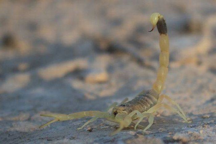 Dangerous Animal Species That Are The Biggest Threat To Humans (14 pics)