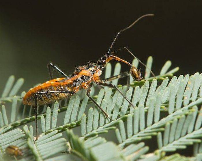 Dangerous Animal Species That Are The Biggest Threat To Humans (14 pics)