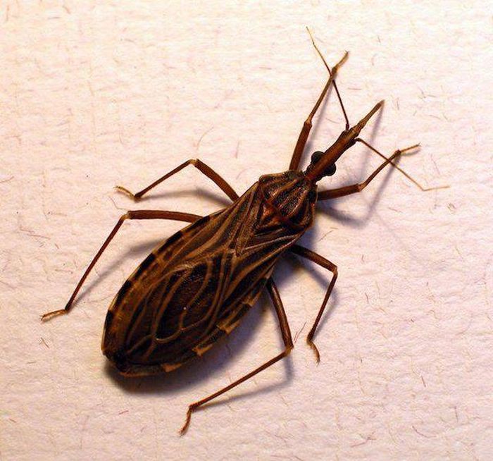 Dangerous Animal Species That Are The Biggest Threat To Humans (14 pics)