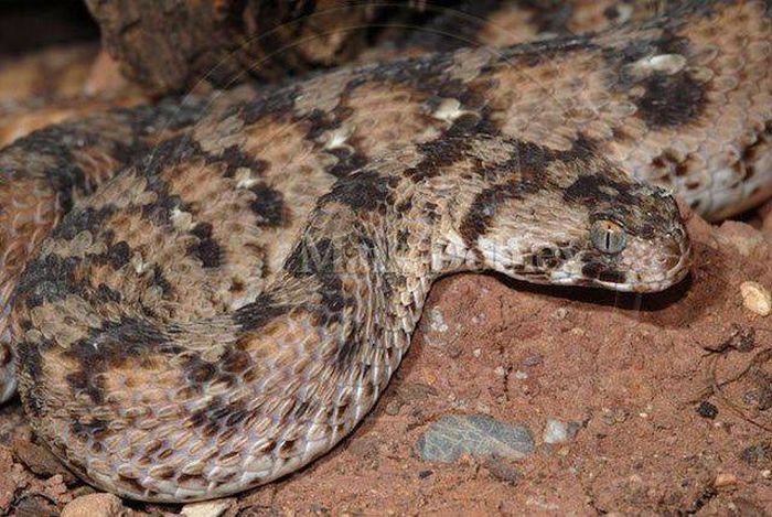 Dangerous Animal Species That Are The Biggest Threat To Humans (14 pics)