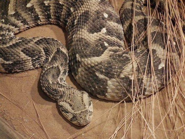 Dangerous Animal Species That Are The Biggest Threat To Humans (14 pics)