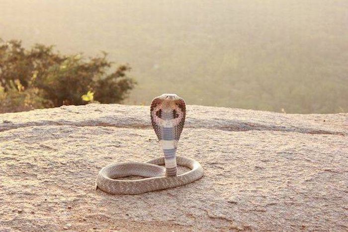 Dangerous Animal Species That Are The Biggest Threat To Humans (14 pics)