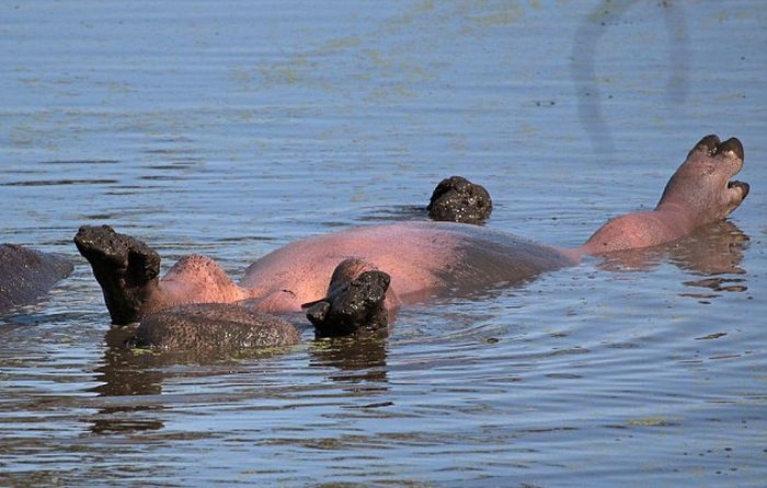 Hippo Chills Out In Africa (6 pics)