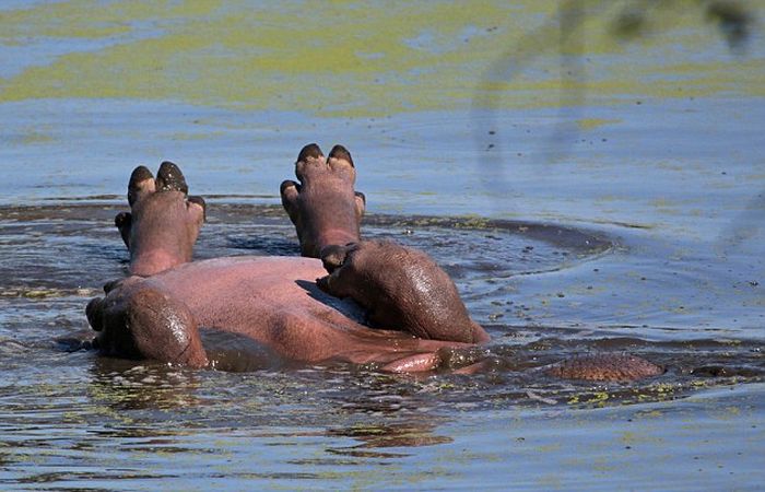 Hippo Chills Out In Africa (6 pics)