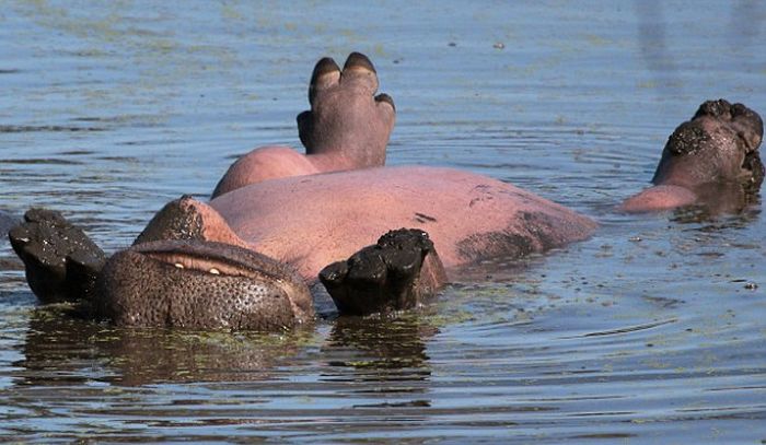 Hippo Chills Out In Africa (6 pics)