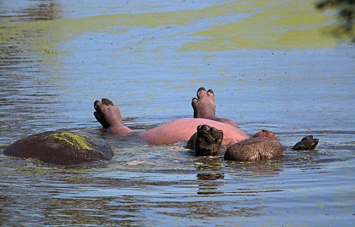 Hippo Chills Out In Africa (6 pics)