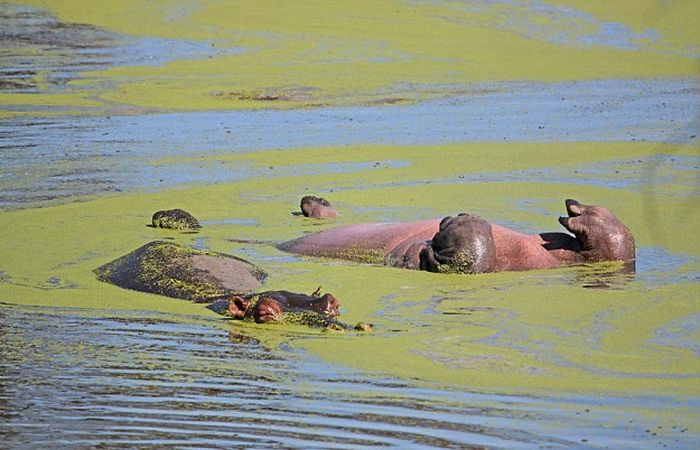 Hippo Chills Out In Africa (6 pics)