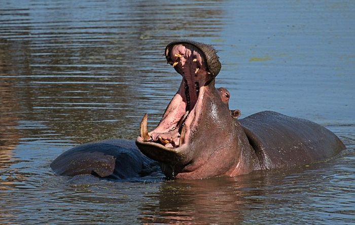 Hippo Chills Out In Africa (6 pics)