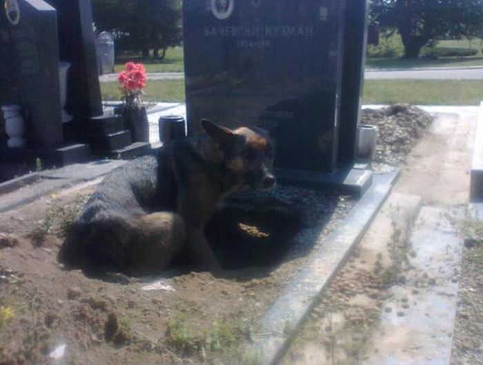 Dog And Puppies Found In Cemetery In Serbia (8 pics)