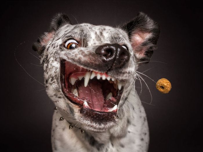Dogs Make Hilarious Faces While Trying To Catch Treats (30 pics)
