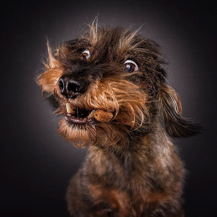Dogs Make Hilarious Faces While Trying To Catch Treats (30 pics)