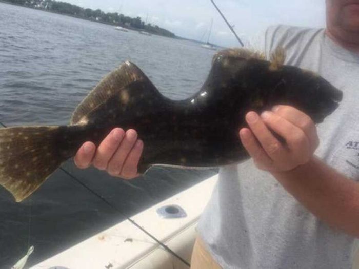 Fisherman Finds A Flounder With A Missing Chunk (2 pics)
