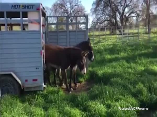Arizona Donkeys See Grass For The First Time At California Ranch