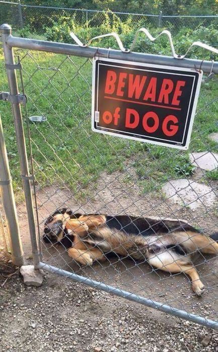 Dangerous Dogs That Will Terrify You (35 pics)