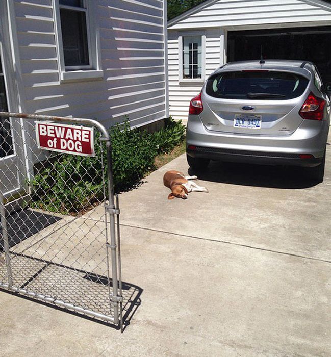 Dangerous Dogs That Will Terrify You (35 pics)