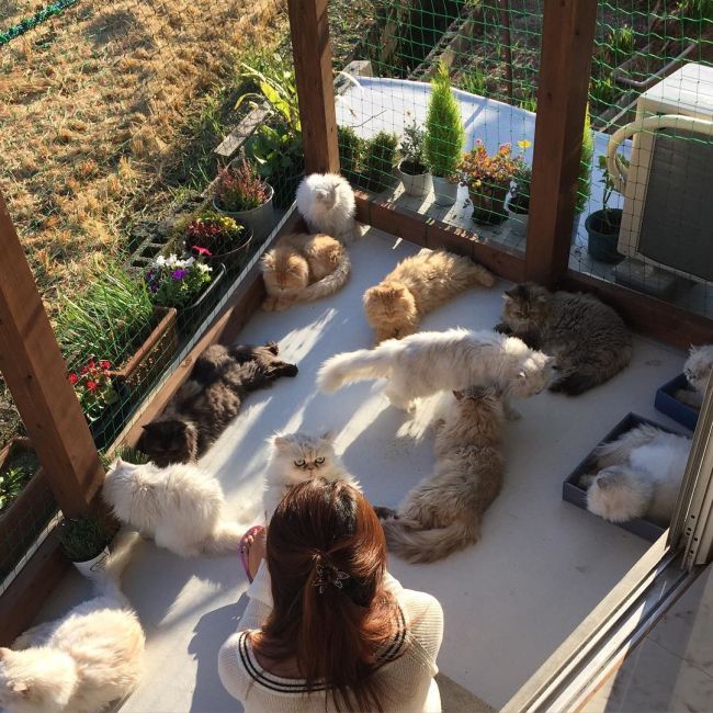 12 Cats Lady Is Becoming An Internet Sensation (17 pics)