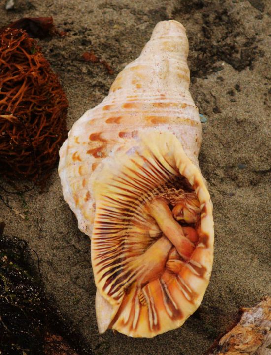 Driftwood Sculptures By Debra Bernier That Will Take Your Breath Away (30 pics)