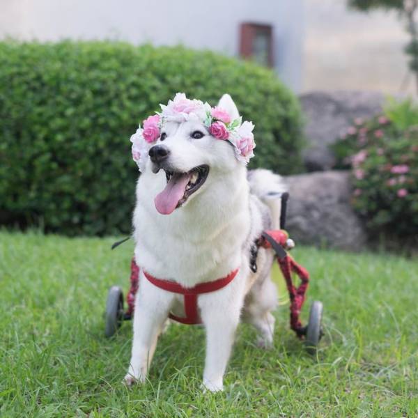 This Dog Was Born Without Paws But She's Still Happy (14 pics)