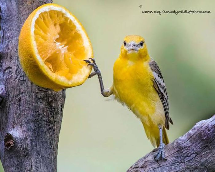 All The Best Entries From The Comedy Wildlife Photography Awards 2016 (44 pics)