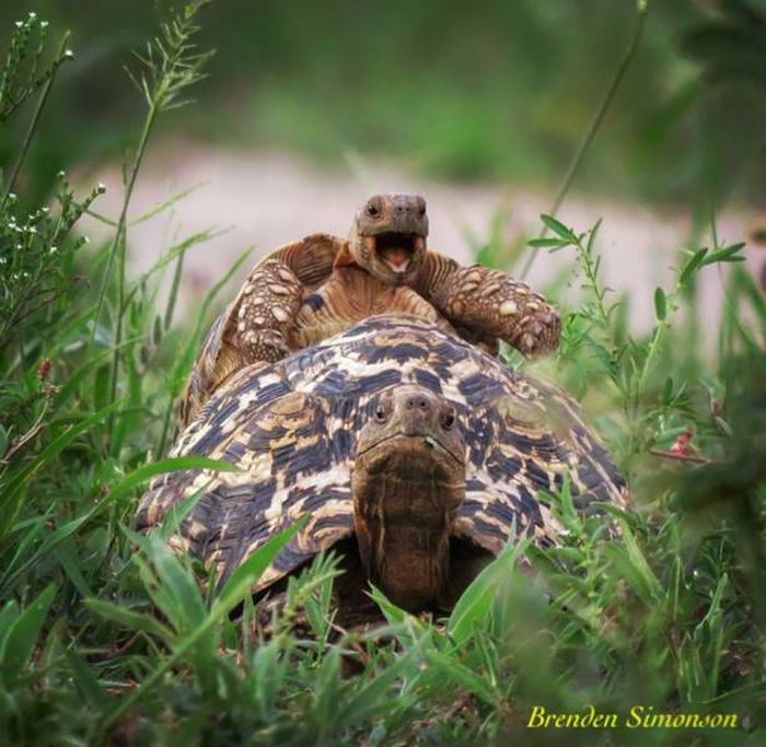 All The Best Entries From The Comedy Wildlife Photography Awards 2016 (44 pics)