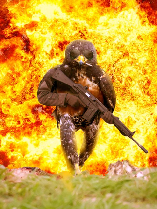 Epic Looking Hawk Sparks Intense Photoshop Battle (45 pics)