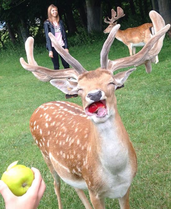 Non-Photogenic Animals That Will Crack You Up (40 pics)