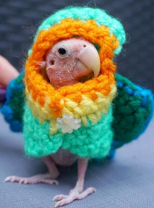An Adorable Bald Bird Named Rhea Is Becoming An Internet Sensation (9 pics)