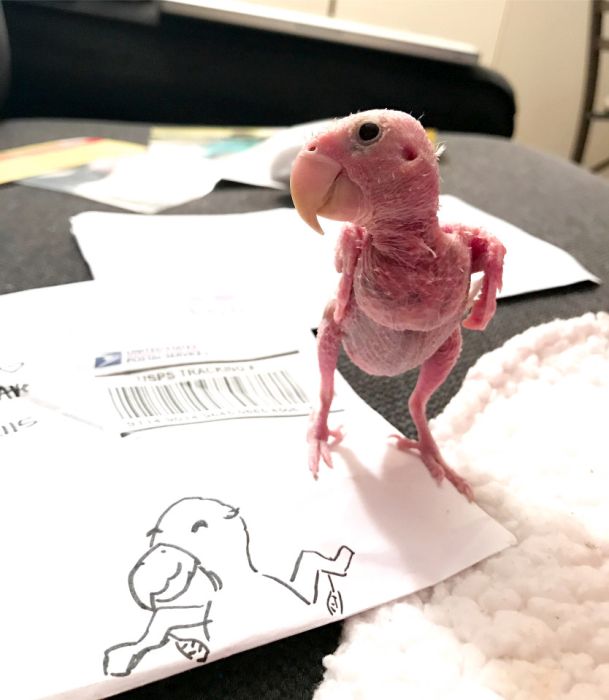 An Adorable Bald Bird Named Rhea Is Becoming An Internet Sensation (9 pics)