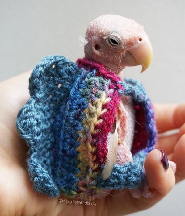 An Adorable Bald Bird Named Rhea Is Becoming An Internet Sensation (9 pics)