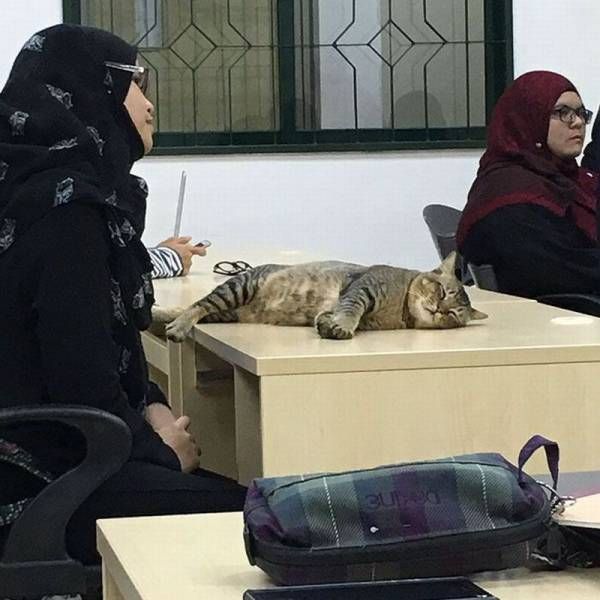 Cat Does What Many Students Do During Class At University (4 pics)
