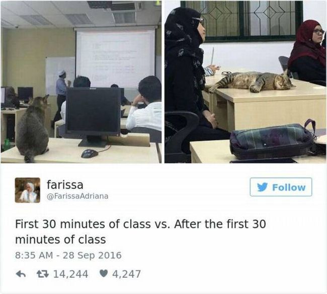 Cat Does What Many Students Do During Class At University (4 pics)
