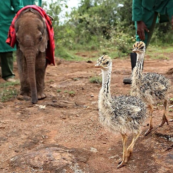 Ostrich Snuggles Orphaned Elephants Who Have Lost Their Moms (6 pics)