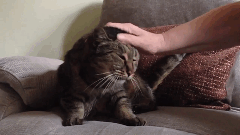 The World’s Oldest Cat Is 31 Years Young (7 pics)