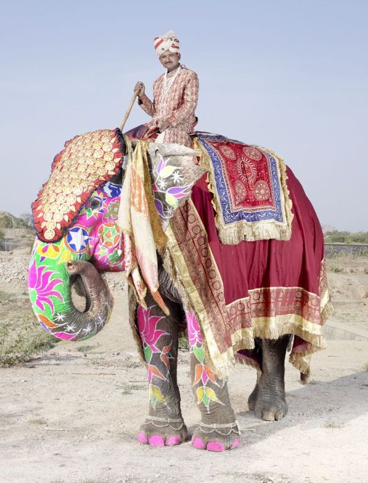 Indian Man Turns Elephants Into Art (20 pics)