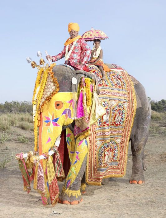 Indian Man Turns Elephants Into Art (20 pics)