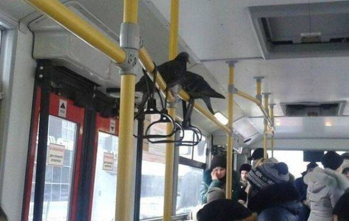 Sometimes Things Get Really Weird In Russia (51 pics)