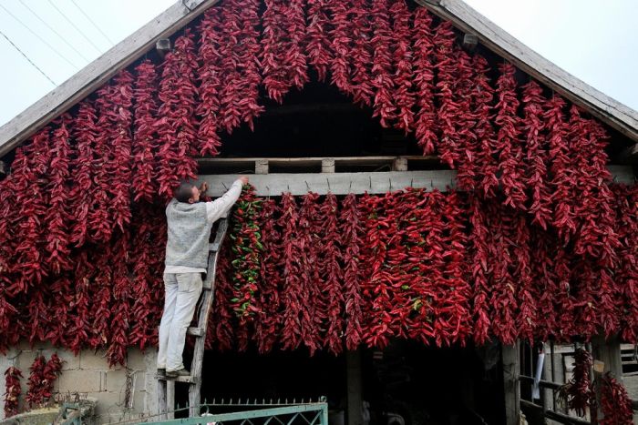 Interesting Pictures From The Serbian Paprika Capital Of The World (16 pics)