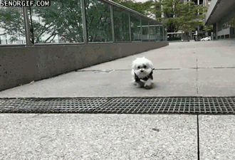 Acid Gifdump, October 11, 2016 (25 gifs)