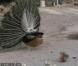 Acid Gifdump, October 11, 2016 (25 gifs)