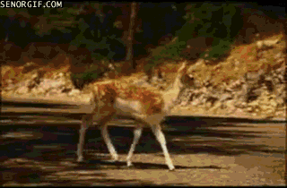 Acid Gifdump, October 11, 2016 (25 gifs)