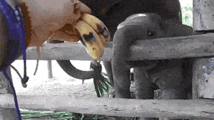 Acid Gifdump, October 11, 2016 (25 gifs)