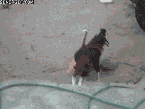 Acid Gifdump, October 11, 2016 (25 gifs)