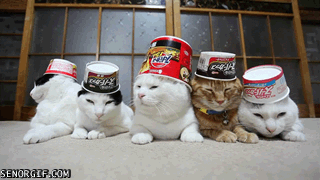 Acid Gifdump, October 11, 2016 (25 gifs)