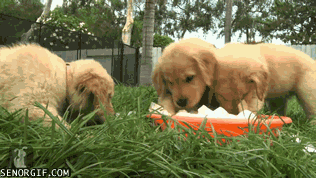 Acid Gifdump, October 11, 2016 (25 gifs)