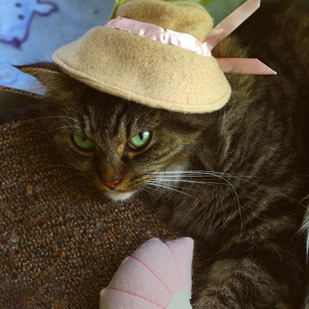 Cool Halloween Costumes For All The Cat Lovers Out There (41 pics)