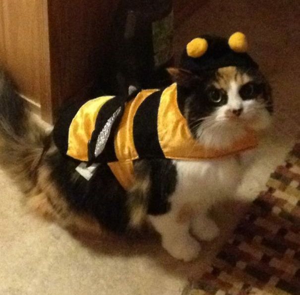 Cool Halloween Costumes For All The Cat Lovers Out There (41 pics)