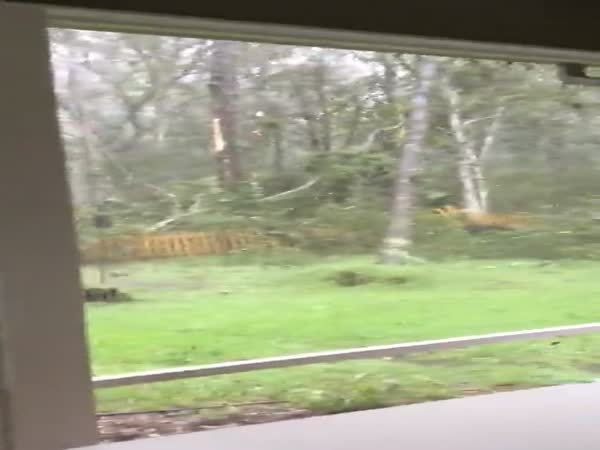 Incredible Video Of A Tree Being Uprooted In Jacksonville During Hurricane Matthew