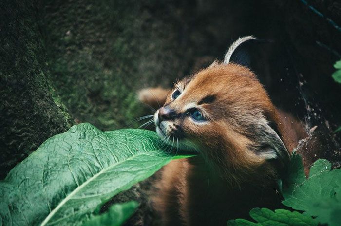 This Might Be The Cutest Cat Species Ever (20 pics)