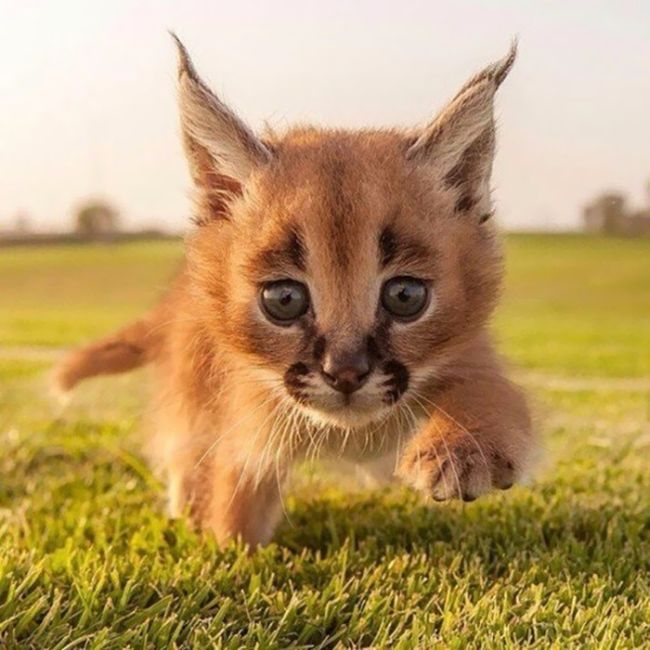 This Might Be The Cutest Cat Species Ever (20 pics)