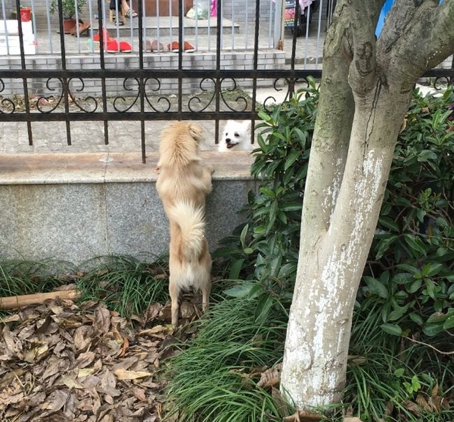 Dog Finds Itself In An Awkward Situation (3 pics)
